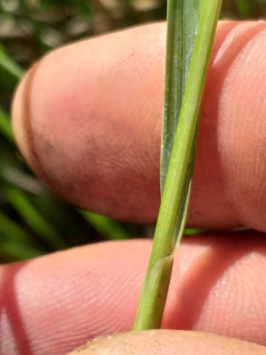 Image of Harpochloa falx by (c) kevin koen, some rights reserved (CC BY-SA)