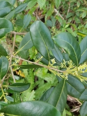 Cartrema