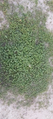 Malva parviflora