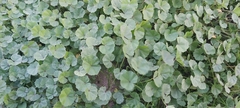 Malva parviflora