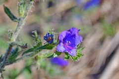 Echium vulgare