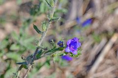 Echium vulgare