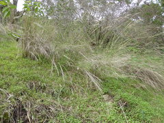 Austrostipa breviglumis