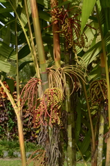 Pinanga