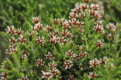 Ozothamnus cupressoides