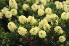Melaleuca pityoides