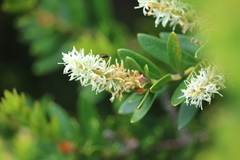 Orites lancifolius