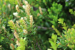 Orites lancifolius
