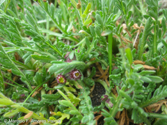 Erigeron cardaminifolius