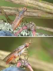 Dichetophora obliterata