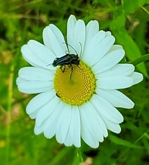 Strangalepta abbreviata