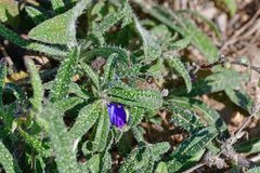 Echium vulgare