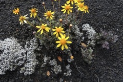 Senecio chionophilus
