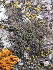 Phaeophyscia nigricans