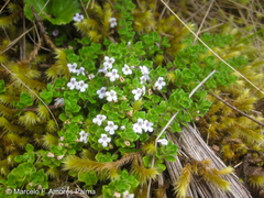 Clinopodium nubigenum
