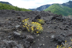 Senecio chionophilus