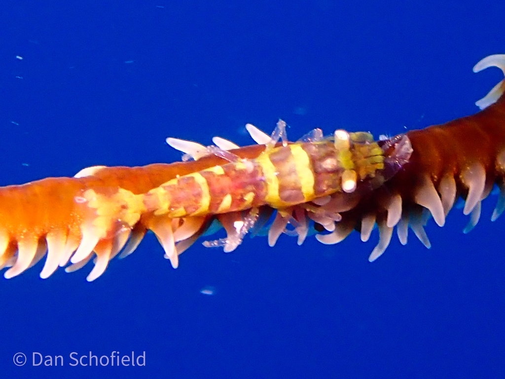 Wire Coral Shrimp