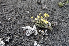 Senecio chionophilus