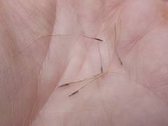 Austrostipa breviglumis