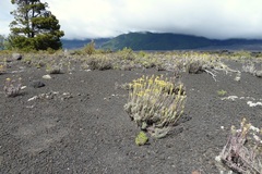 Senecio chionophilus