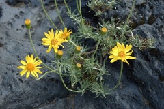 Senecio chionophilus