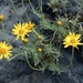 Senecio chionophilus - Photo (c) coqwallon,  זכויות יוצרים חלקיות (CC BY-NC), uploaded by coqwallon