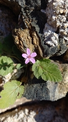 Erodium chium