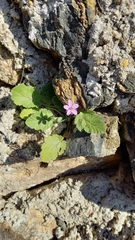 Erodium chium