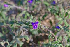 Echium vulgare