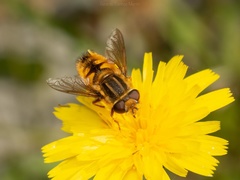 Dolichogyna chilensis