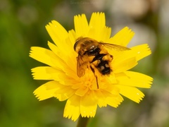 Dolichogyna chilensis