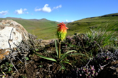 Kniphofia hirsuta