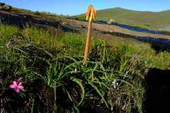 Kniphofia hirsuta