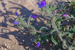 Echium vulgare
