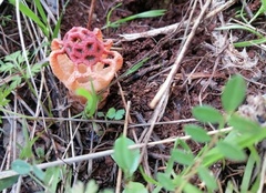 Colus hirudinosus