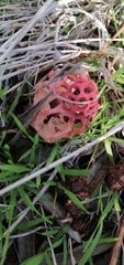 Colus hirudinosus