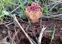Colus hirudinosus