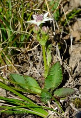 Alepidea pusilla