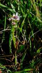 Alepidea pusilla