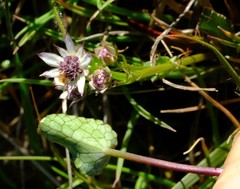 Alepidea pusilla