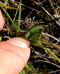 Alepidea pusilla