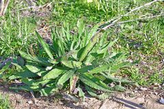 Helminthotheca echioides