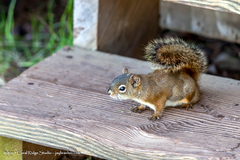 Tamiasciurus hudsonicus regalis