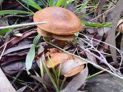 Armillaria luteobubalina