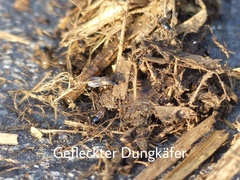 Chilothorax distinctus