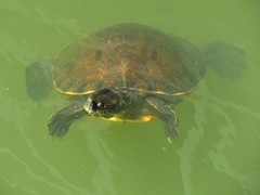 Trachemys venusta