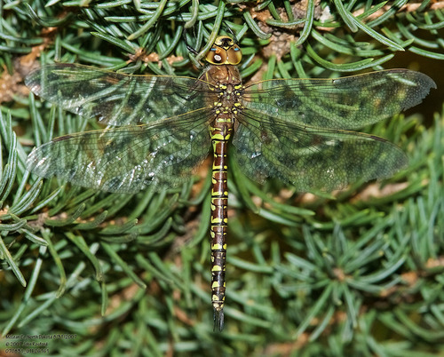 Variable Darner photographed in North Dakota