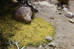 Senecio humillimus