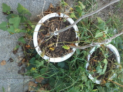 Dothideomycetes