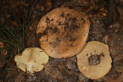 Leucopaxillus tricolor